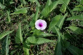 Image result for Ipomoea aquatica