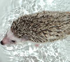 bathing your hedgehog millermeade