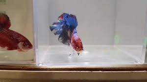 It is found in a variety of freshwater habitats and is a paternal mouthbrooder. Giant Betta Australia Pet Supplies 54 Photos Facebook
