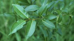 Kept closely pruned, it is sometimes used for hedges and screens, or as a filler plant in boggy areas. Bay Willow Salix Pentandra British Trees Woodland Trust