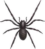 Black spiders with white spots are often jumping spiders. Spider Identification Chart Venomous Or Dangerous