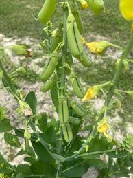 Image result for Crotalaria sphaerocarpa