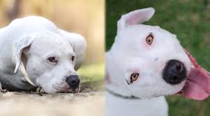 Dogo Argentino Vs American Pitbull Terrier Breed Comparison