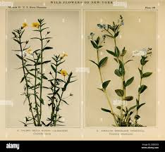 Image result for Crotalaria dewildemaniana