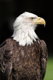 American Symbol Well Not Exactly Cute But Certainly Iconic Animals Beautiful Majestic Animals American Symbols