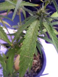 These pests spread from plant to plant but can be battled. Spider Mites Cannabis How To Identify Get Rid Of Them Quickly