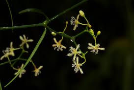 Image result for Apocynaceae subfamily Periplocoideae