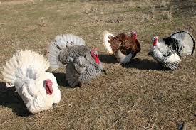 what type of turkey is best for small and backyard poultry