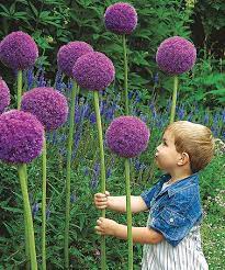 Look What I Found On Zulily Giant Flowering Allium Set Of 10 By Michigan Bulb Company Zulilyfinds Allium Flowers Planting Flowers Garden Inspiration