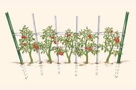 I was at lowes today and the 6 inch high tomato plant was $5.98 for only one hybrid or heirloom varities! How To Support Tomatoes Finegardening