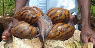 6,135,072 likes · 309,648 talking about this. Citizen Report Presence Of Giant African Caracol In Havana Parks News From Havana Citizen Report Presence Of Giant African Caracol In Havana Parks