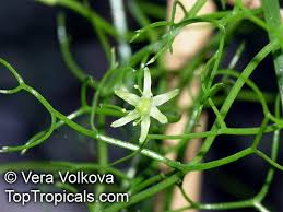 Image result for Bowiea volubilis