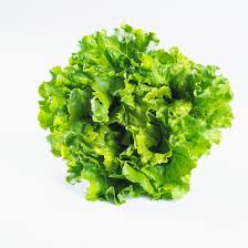 Image result for Lactuca sativa