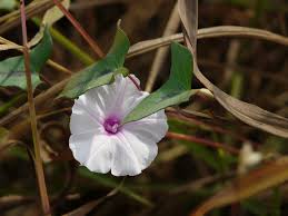 Image result for Ipomoea marginata