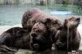 The vancouver aquarium has shared video footage of rescued sea otters rafting at the facility, ahead of sea otter awareness week. Vancouver Aquarium Tickets Sell Out In Overwhelming Display Of Support Since Announcing Closure Vancouver Is Awesome