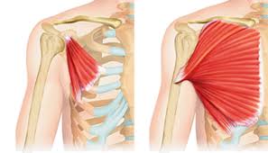 Check spelling or type a new query. Muscles Pectoraux Decouvrez Leurs Anatomie Et Leurs Renforcements