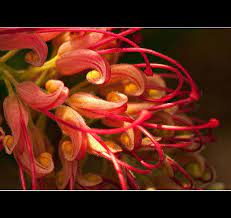 Curly Cues Flowers Australian Wildflowers Organic Gardening
