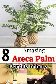 8 Amazing Areca Palm Benefits Indoors Areca Palm Areca Palm Indoor Areca Palm Care