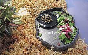 We did not find results for: Food Water Dishes For Small Tortoises