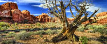 Image result for Terrarium Cling Background