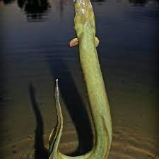 Tauwurmer Fangen Mit Senf Fishing Tips Lake Fishing Trout Fishing