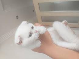Kedi Adana Fiyatlari Ikinci El Sifir Kiralik Ilanlar