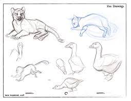 I use it with 1st graders but it could range for all of the elementary levels. Life Drawing Animals And Tiger By Kayjkay On Deviantart