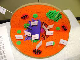 We did not find results for: Pin On Science Cell Project
