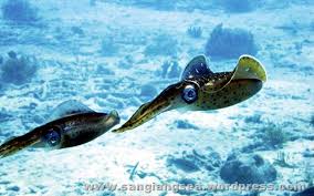 Bentuk ikan palsu itu pun beragam. Macam Macam Jenis Ikan Cumi Cumi Sangiang Sea