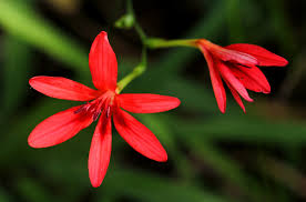 Image result for Freesia grandiflora