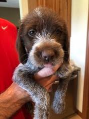 2 male puppies ready for a good home. View Ad Wirehaired Pointing Griffon Litter Of Puppies For Sale Near Nebraska Kearney Usa Adn 79617