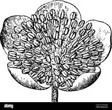 Image result for Manniophyton