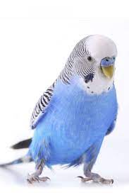 fantastic cost free pet birds budgies strategies in the event that you share your life and home with a puppy bird in 2021 pet birds budgies bird animals beautiful