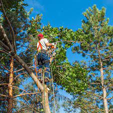 We cater to residential, commercial and ranch properties. Tree Trimming Boerne Tx Boerne Tree Service Pros
