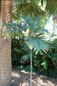 Image result for Chamaedorea radicalis