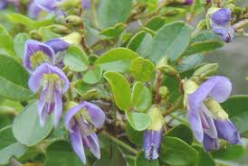 Image result for Galactia