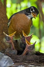 Baby Bird With Big Eyes The Red Red Robin Contest Collection Backyard Birds Beautiful Birds Bird