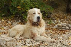 The pups are also called russian. Central Asian Shepherd Dog Complete Guide Info Pictures Care More Pet Keen