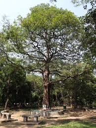 Hai navigato fino a qui per trovare informazioni su alstonia scholaris? Chatim Devil S Tree Alstonia Scholaris