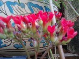 Garden Care Simplified Vermillon Red Jade Plant Flowers Beautiful Vibrant Red Flowering Stalk In Jade Plant Soil Loos Jade Plants Planting Flowers Garden Care