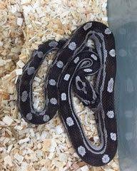 Black Motley Cornsnake Corn Snake Hognose Snake Snake