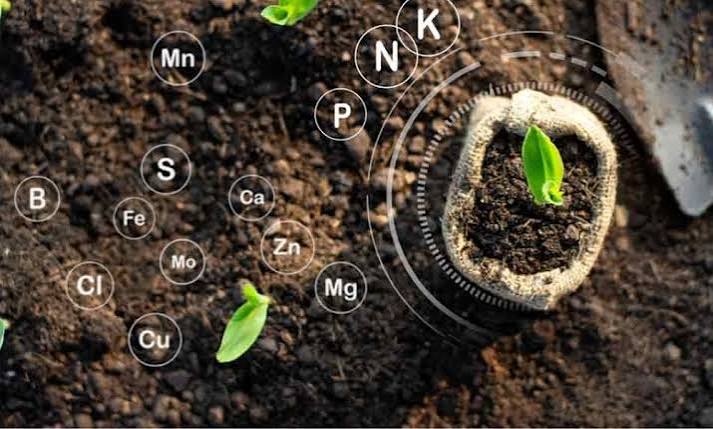 Phân hữu cơ và vi sinh bổ sung gì cho hỗn hợp?