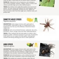 harmless or deadly how to identify common house spiders