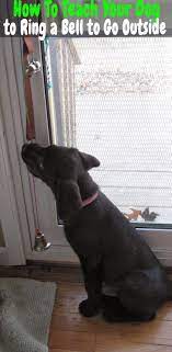 Dog Bell Training Teach A Dog To Ring Bell To Go Outside Dog Bell Training Potty Training Puppy Dog Training Obedience