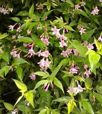 Image result for Jasminum beesianum