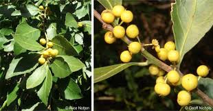 Image result for Maytenus undata