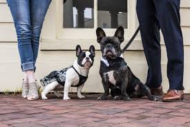 R/frenchbulldogs is a subreddit for all that is glorious about french bulldogs. Frenchiessentials Complete Online Store For Your French Bulldog