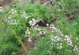 Image result for A. densiflorus Sprengeri