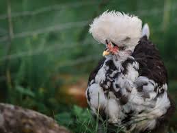 We did not find results for: Pavlovskie Kury Opisanie Porody Foto