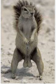 Image result for Brown Squirrel 2014 Peugeot